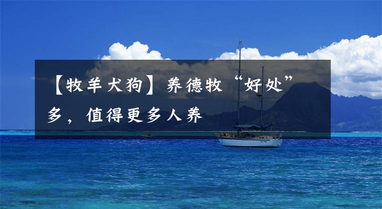 【牧羊犬狗】养德牧“好处”多，值得更多人养