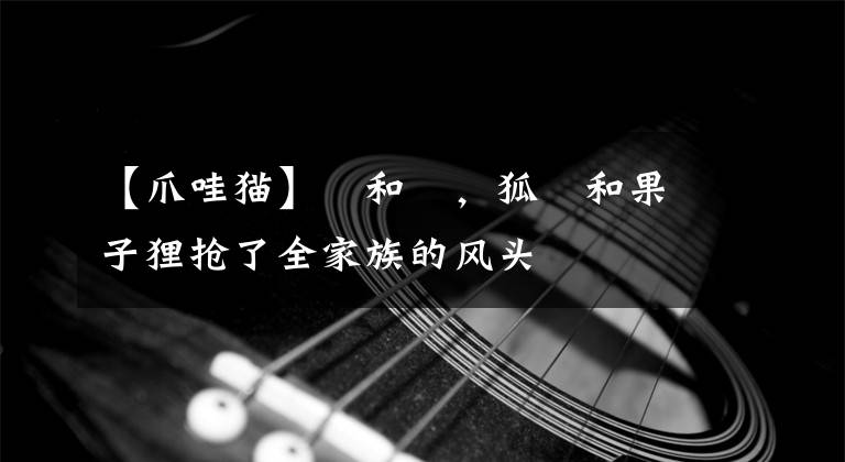 【爪哇猫】獴和猺，狐獴和果子狸抢了全家族的风头