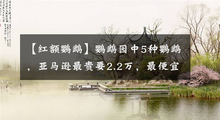 【红额鹦鹉】鹦鹉园中5种鹦鹉，亚马逊最贵要2.2万，最便宜的也要好几千