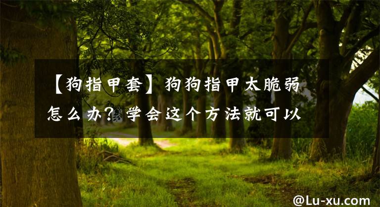 【狗指甲套】狗狗指甲太脆弱怎么办？学会这个方法就可以解决了