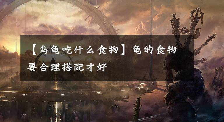 【乌龟吃什么食物】龟的食物要合理搭配才好