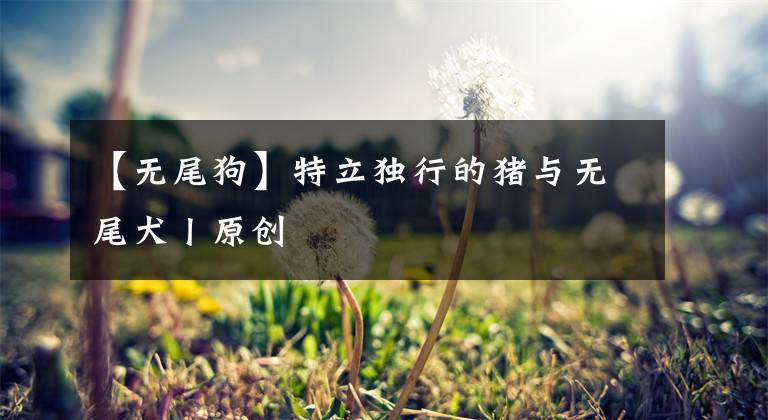 【无尾狗】特立独行的猪与无尾犬丨原创