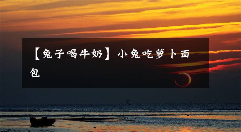 【兔子喝牛奶】小兔吃萝卜面包