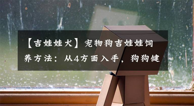【吉娃娃犬】宠物狗吉娃娃饲养方法：从4方面入手，狗狗健康常伴左右