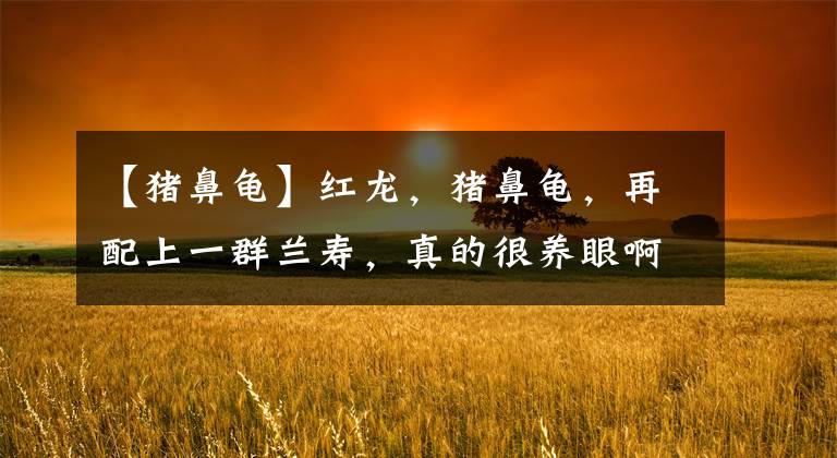 【猪鼻龟】红龙，猪鼻龟，再配上一群兰寿，真的很养眼啊！