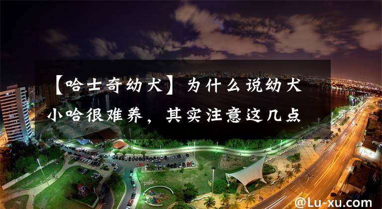 【哈士奇幼犬】为什么说幼犬小哈很难养，其实注意这几点就可以了