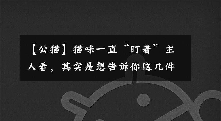 【公猫】猫咪一直“盯着”主人看,其实是想告诉你这几件事