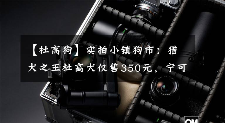 【杜高狗】实拍小镇狗市：猎犬之王杜高犬仅售350元，宁可战死绝不退缩