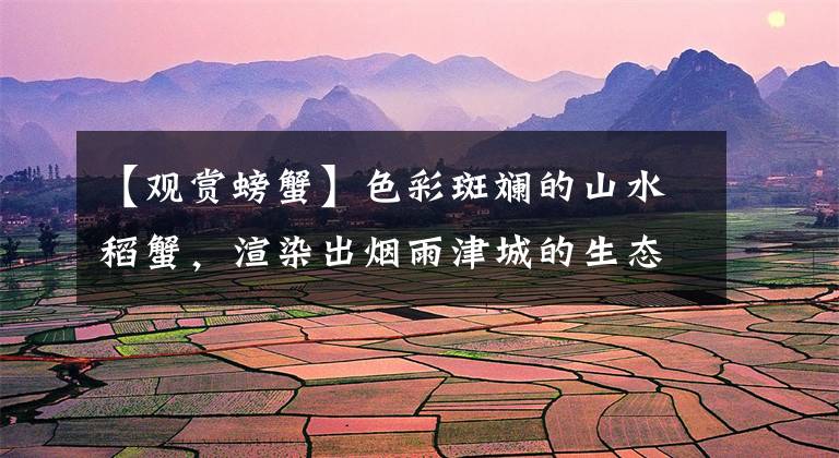 【观赏螃蟹】色彩斑斓的山水稻蟹,渲染出烟雨津城的生态之美