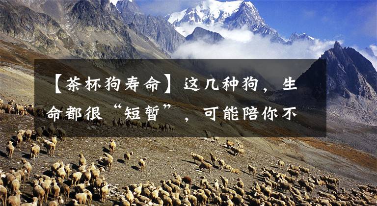 【茶杯狗寿命】这几种狗，生命都很“短暂”，可能陪你不够十年