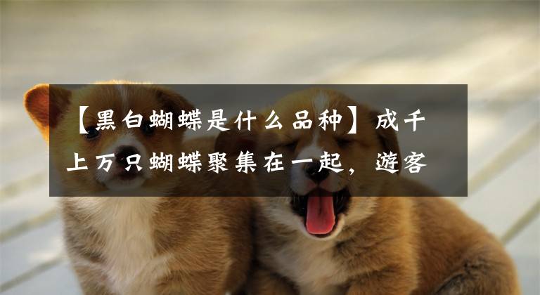 【黑白蝴蝶是什么品种】成千上万只蝴蝶聚集在一起，游客们都认为这是电脑特技