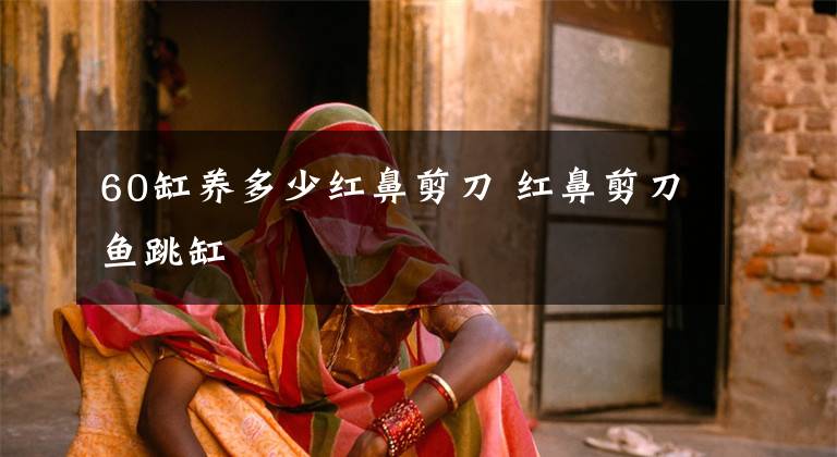 60缸养多少红鼻剪刀 红鼻剪刀鱼跳缸