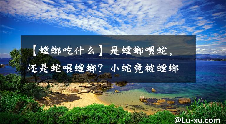 【螳螂吃什么】是螳螂喂蛇，还是蛇喂螳螂？小蛇竟被螳螂吞食