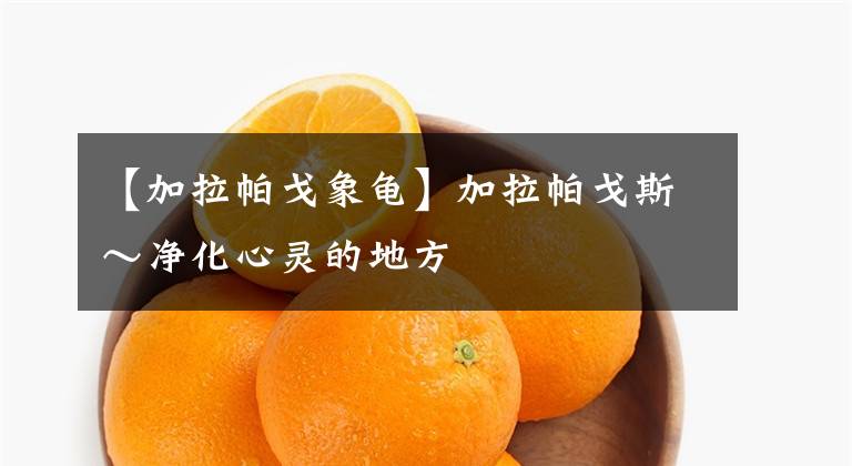 【加拉帕戈象龟】加拉帕戈斯～净化心灵的地方