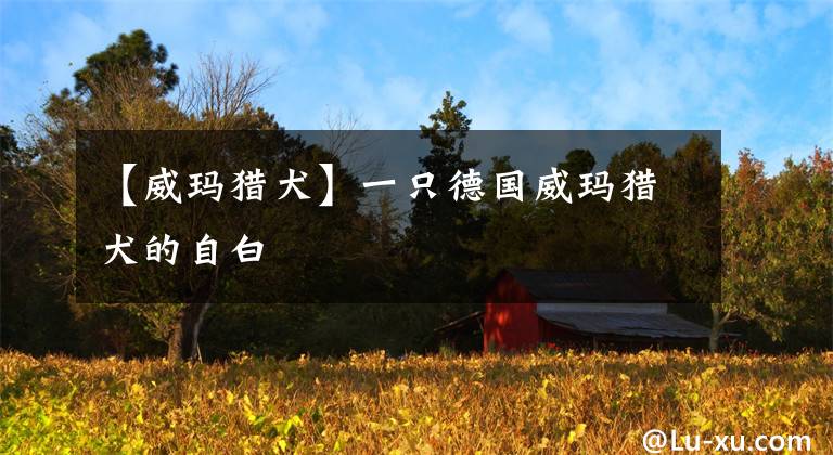 【威玛猎犬】一只德国威玛猎犬的自白