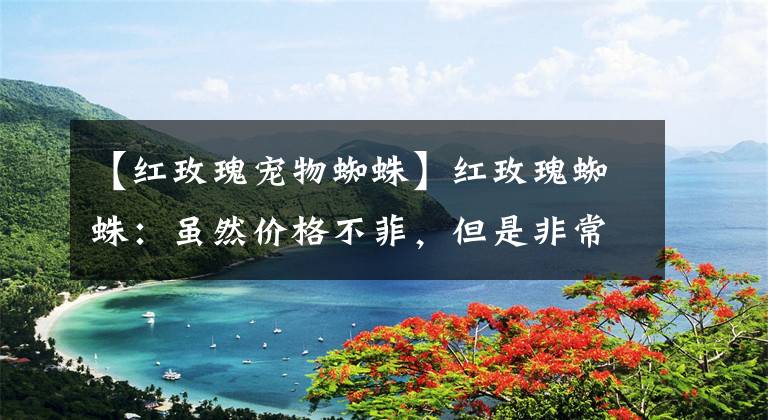 【红玫瑰宠物蜘蛛】红玫瑰蜘蛛：虽然价格不菲，但是非常受欢迎