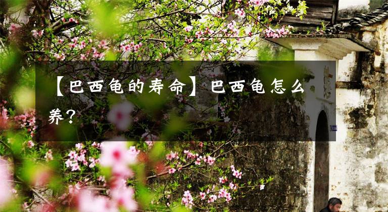 【巴西龟的寿命】巴西龟怎么养？