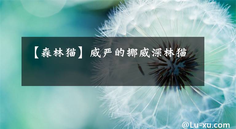 【森林猫】威严的挪威深林猫