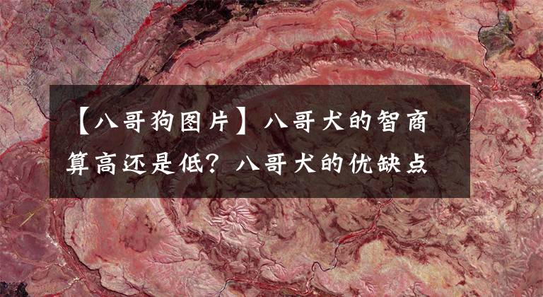 【八哥狗图片】八哥犬的智商算高还是低?八哥犬的优缺点