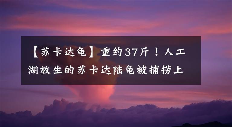 【苏卡达龟】重约37斤!人工湖放生的苏卡达陆龟被捕捞上岸,龟壳开裂,有血迹