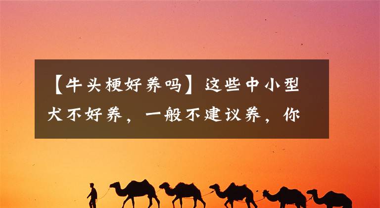 【牛头梗好养吗】这些中小型犬不好养，一般不建议养，你家狗在榜上吗？