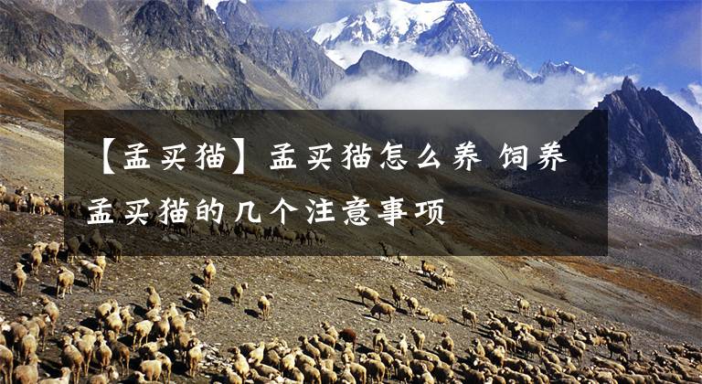 【孟买猫】孟买猫怎么养 饲养孟买猫的几个注意事项