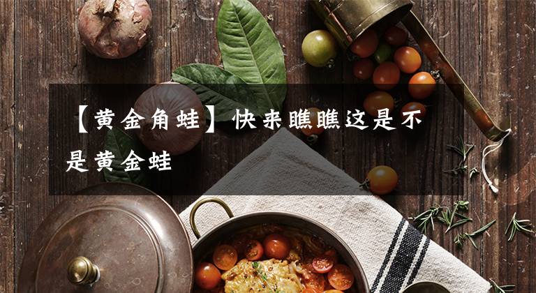 【黄金角蛙】快来瞧瞧这是不是黄金蛙