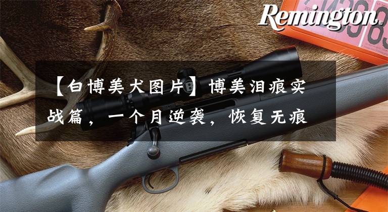 【白博美犬图片】博美泪痕实战篇，一个月逆袭，恢复无痕脸庞！