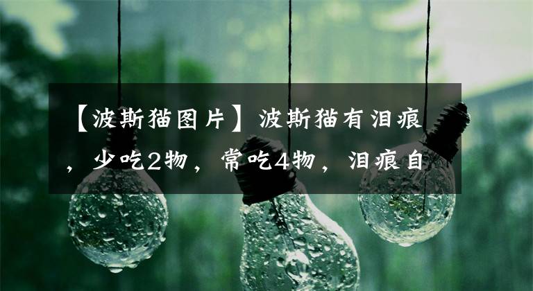 【波斯猫图片】波斯猫有泪痕，少吃2物，常吃4物，泪痕自然会消掉