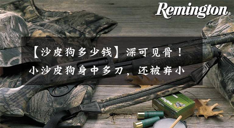 【沙皮狗多少钱】深可见骨!小沙皮狗身中多刀,还被弃小区垃圾桶