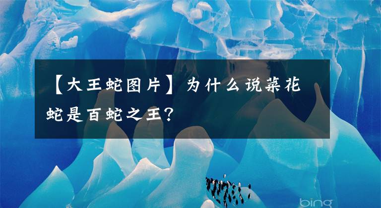 【大王蛇图片】为什么说菜花蛇是百蛇之王?