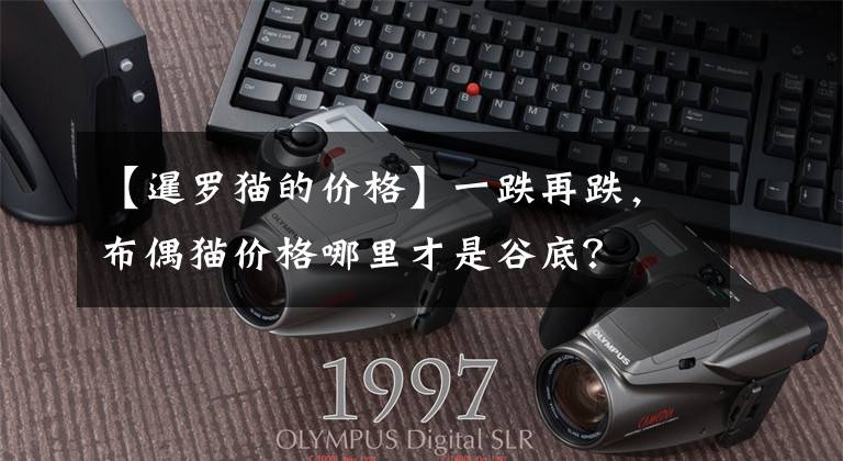 【暹罗猫的价格】一跌再跌，布偶猫价格哪里才是谷底？