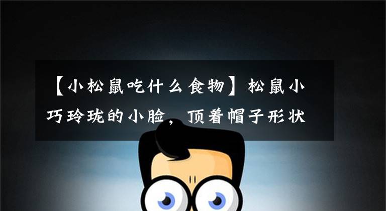 【小松鼠吃什么食物】松鼠小巧玲珑的小脸,顶着帽子形状的美丽尾巴,显得格外漂亮。