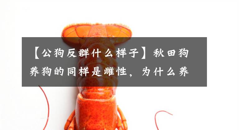 【公狗反群什么样子】秋田狗养狗的同样是雌性，为什么养秋田狗的人很少？