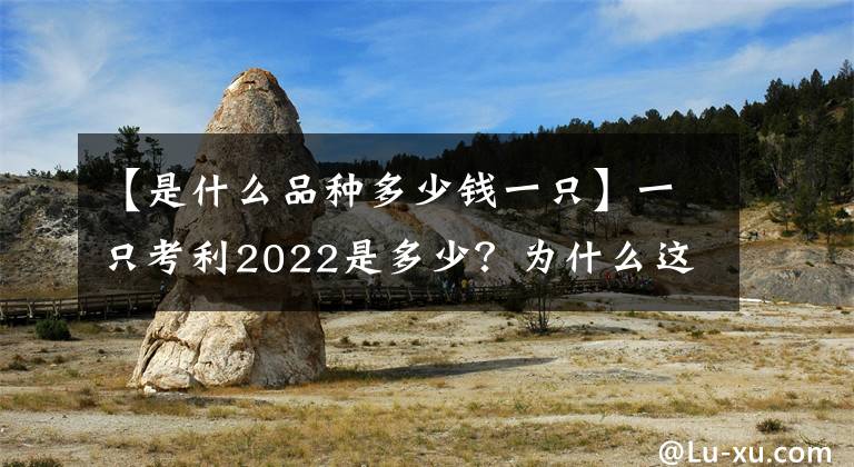 【是什么品种多少钱一只】一只考利2022是多少?为什么这么贵?上汽和普通鸭子的区别