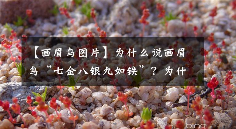 【画眉鸟图片】为什么说画眉鸟“七金八银九如铁”？为什么会这样