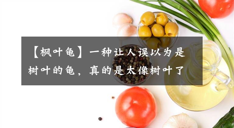 【枫叶龟】一种让人误以为是树叶的龟，真的是太像树叶了，而且水性不好