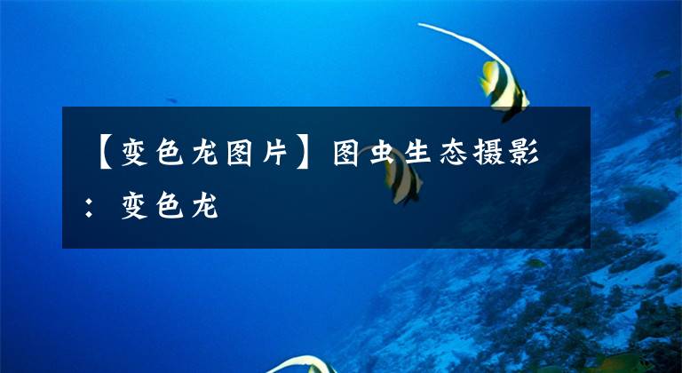 【变色龙图片】图虫生态摄影：变色龙