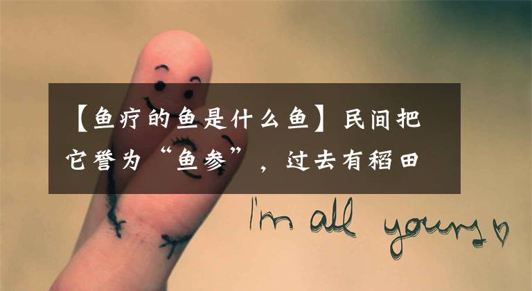 【鱼疗的鱼是什么鱼】民间把它誉为“鱼参”,过去有稻田就泛滥,如今花钱都难买