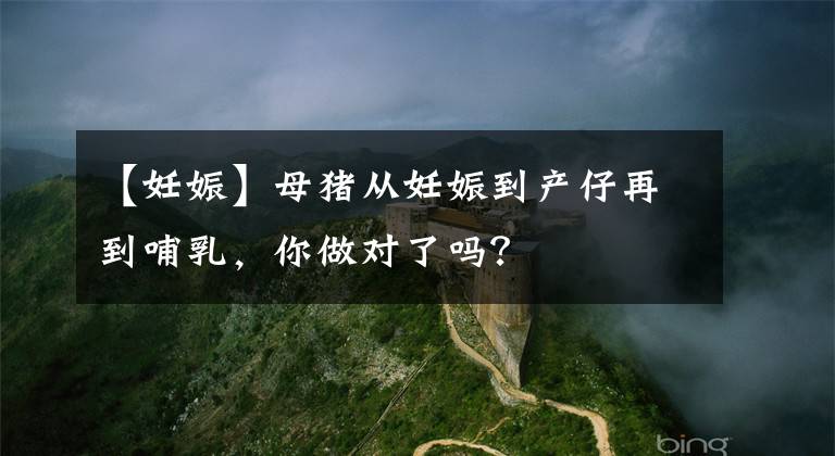 【妊娠】母猪从妊娠到产仔再到哺乳,你做对了吗?