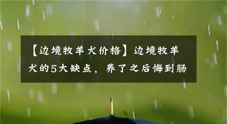 【边境牧羊犬价格】边境牧羊犬的5大缺点，养了之后悔到肠子都青了！