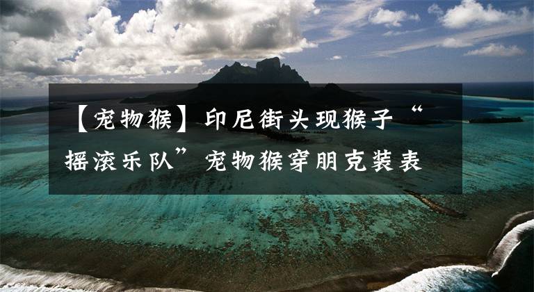 【宠物猴】印尼街头现猴子“摇滚乐队”宠物猴穿朋克装表演