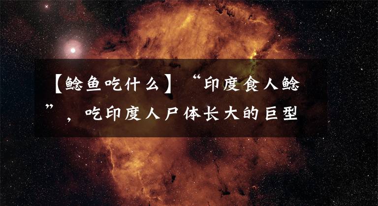 【鲶鱼吃什么】“印度食人鲶”，吃印度人尸体长大的巨型“水怪”，清道夫的表亲