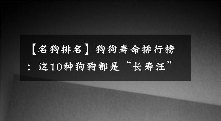 【名狗排名】狗狗寿命排行榜：这10种狗狗都是“长寿汪”，你家狗子排第几？