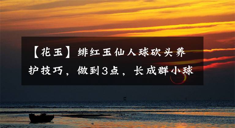 【花玉】绯红玉仙人球砍头养护技巧，做到3点，长成群小球，爆花成群花