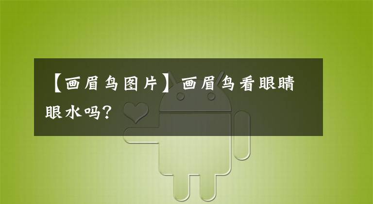 【画眉鸟图片】画眉鸟看眼睛眼水吗？