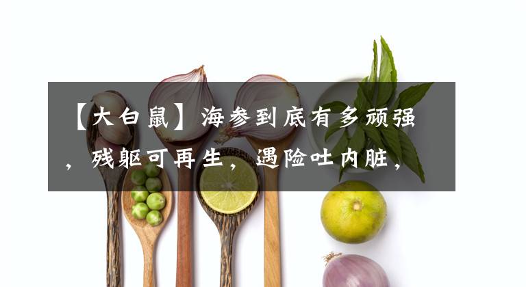 【大白鼠】海参到底有多顽强，残躯可再生，遇险吐内脏，敌敌畏都奈何不了它