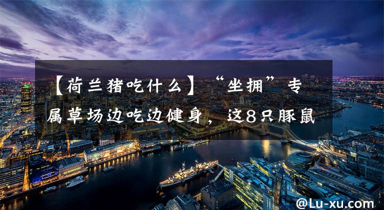 【荷兰猪吃什么】“坐拥”专属草场边吃边健身，这8只豚鼠在南京成“团宠”