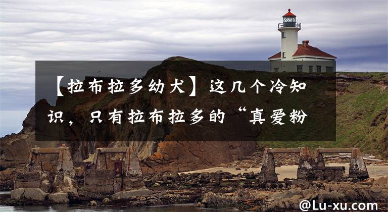 【拉布拉多幼犬】这几个冷知识，只有拉布拉多的“真爱粉”才知道