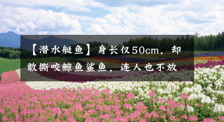 【潜水艇鱼】身长仅50cm，却敢撕咬鲸鱼鲨鱼，连人也不放过，达摩鲨凭的是啥？